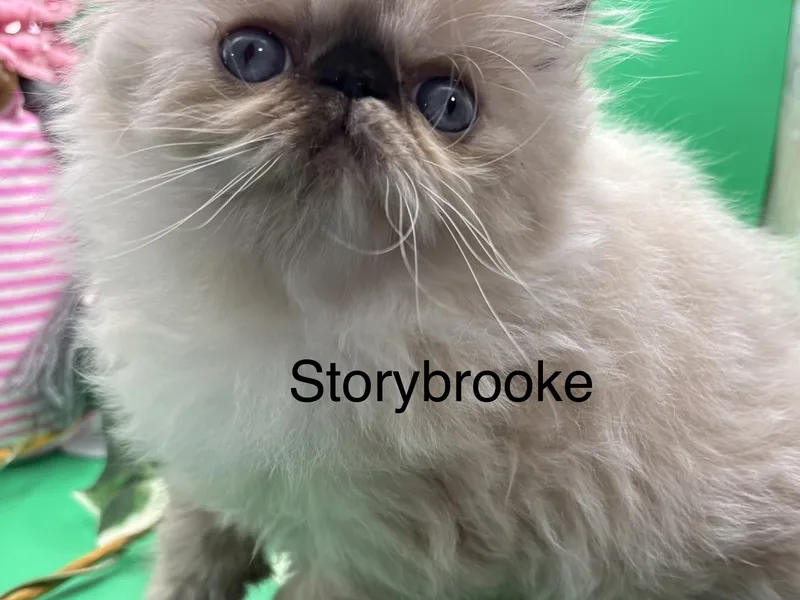 Storybrooke Persians