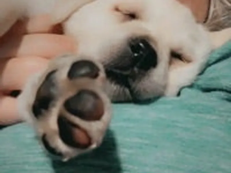 Strathhunker Labradors photo 1
