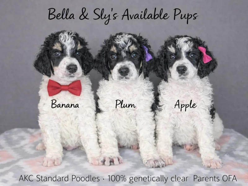 Strikingly Standard Poodles LLC