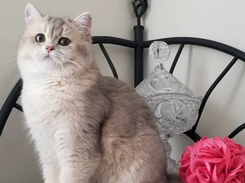 Stylishcats