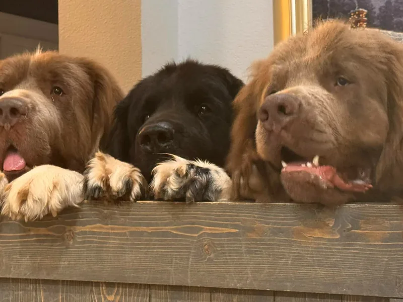 SUGAR PAWS NEWFOUNDLANDS