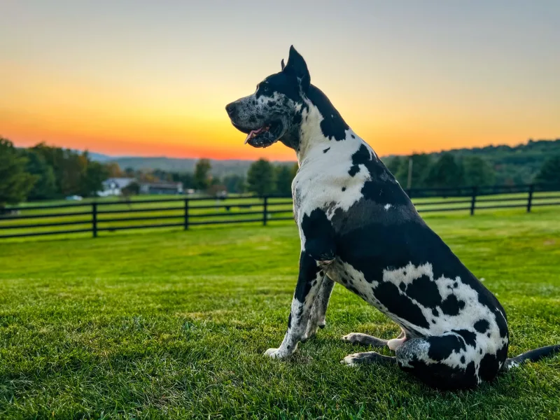 Sunnyside Great Danes