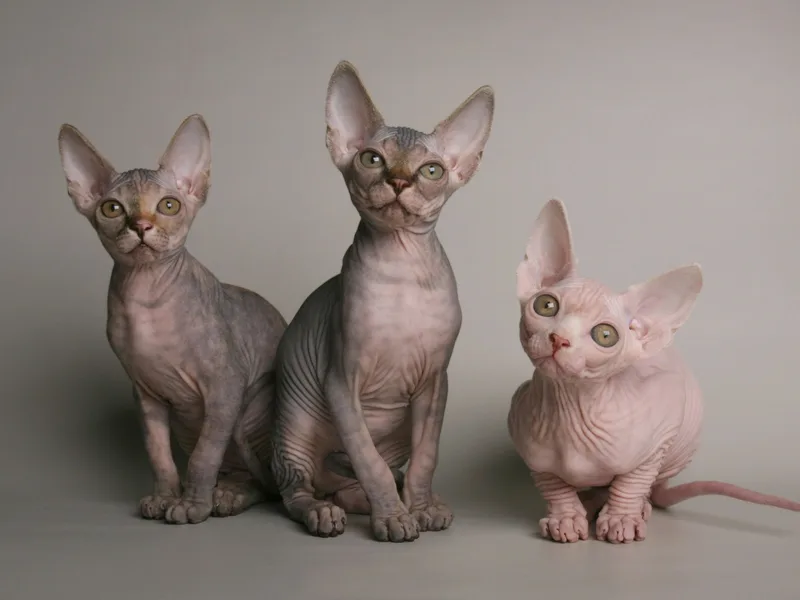 Sunnysphynxfl photo 1
