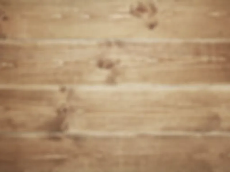 Sunrise Miniature American Shepherds