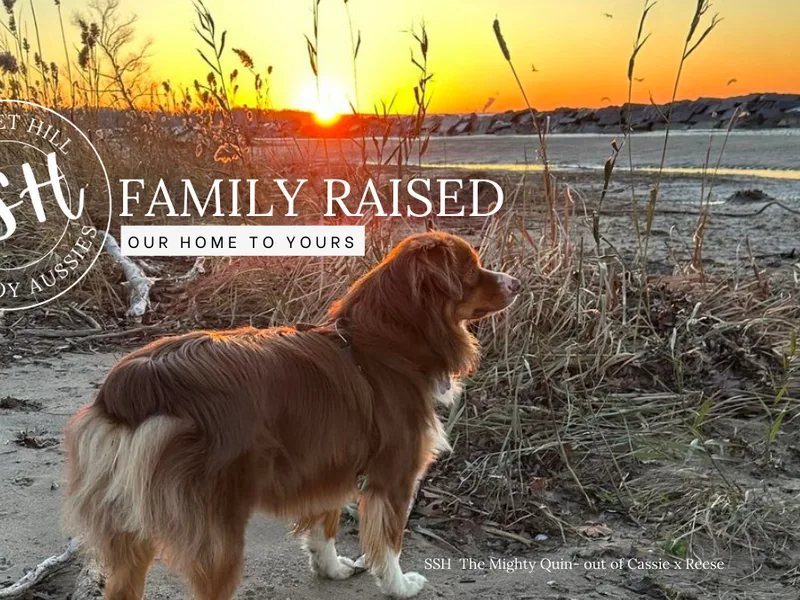 Sunset Hill Mini & Toy Aussies