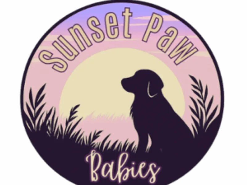 Sunset Paws Companions