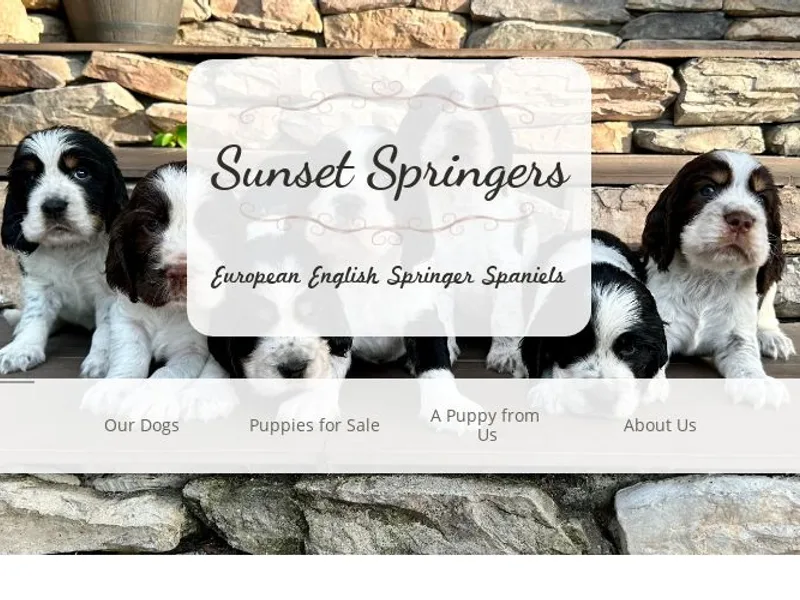 Sunset Springers and Goldens