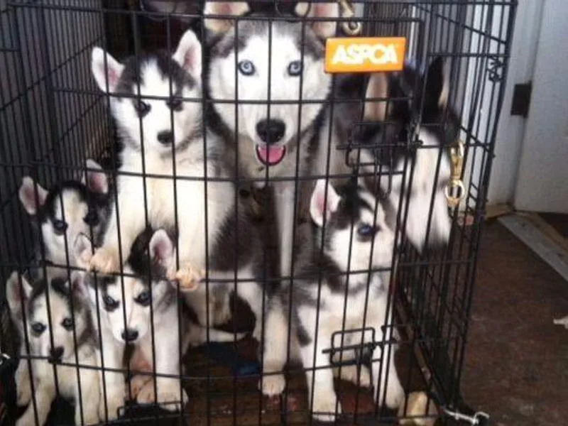 Sunshine's Siberians