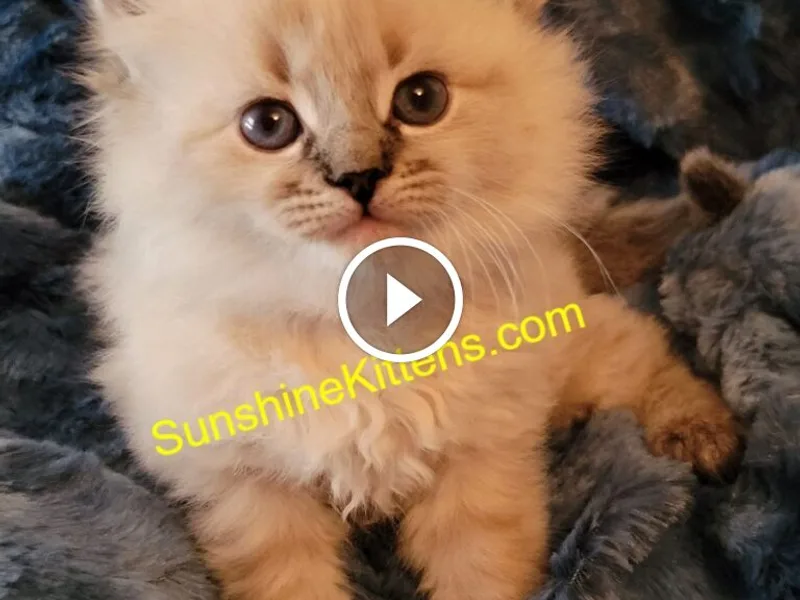 SunSibKittens