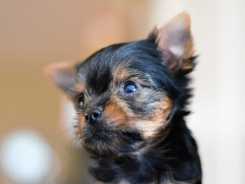 Suzabel's Yorkies