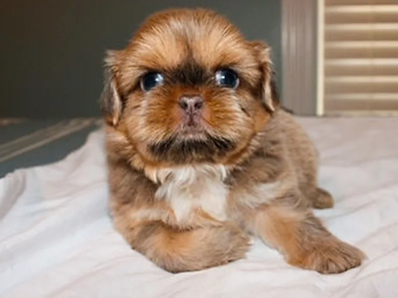 Suzie Peek (Peekaboo Farms)