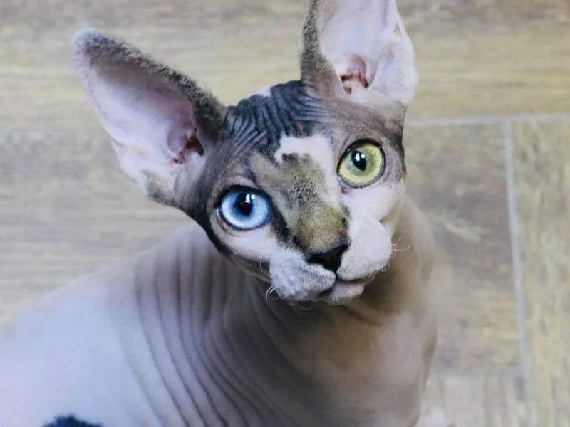 Swankysphynx photo 1