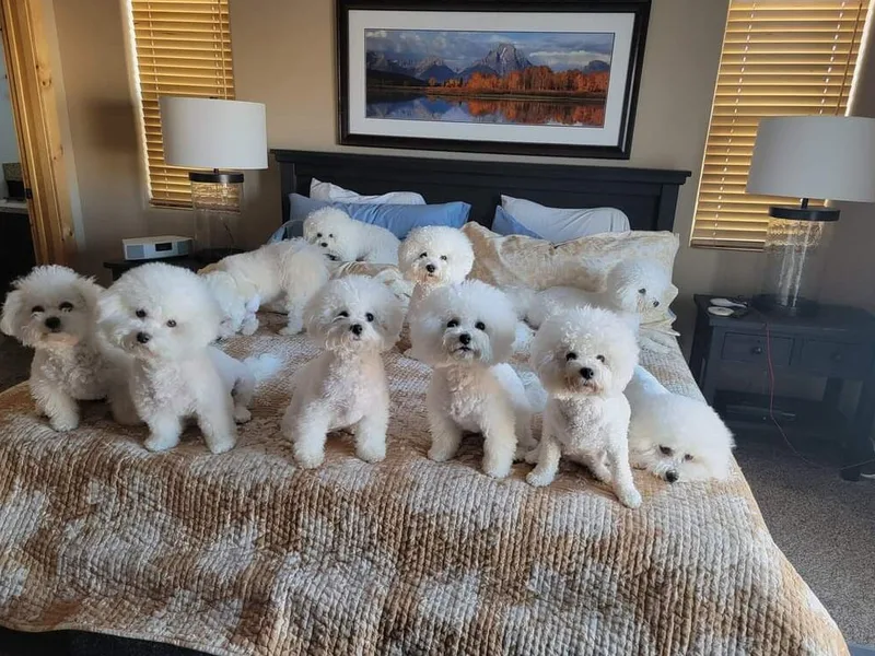 Sweetwater Bichons of Southern Indiana