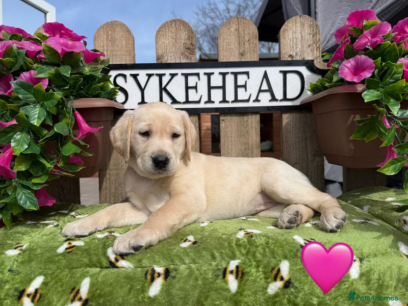 Sykehead Cocker Spaniels & Labradors photo 1