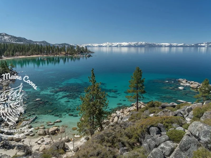 TahoeMaineCoons