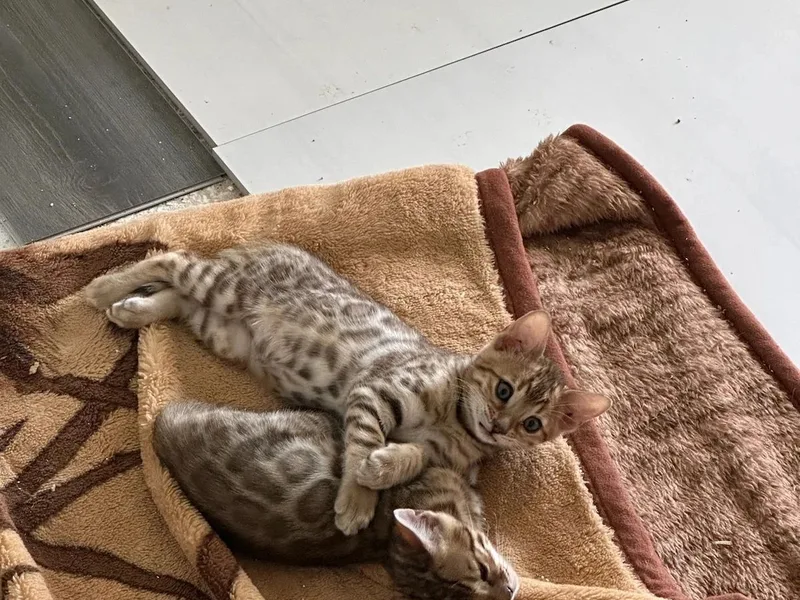 Tallyflbengals