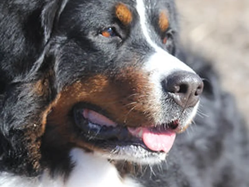 Tanzanite Bernese Mountain Dogs