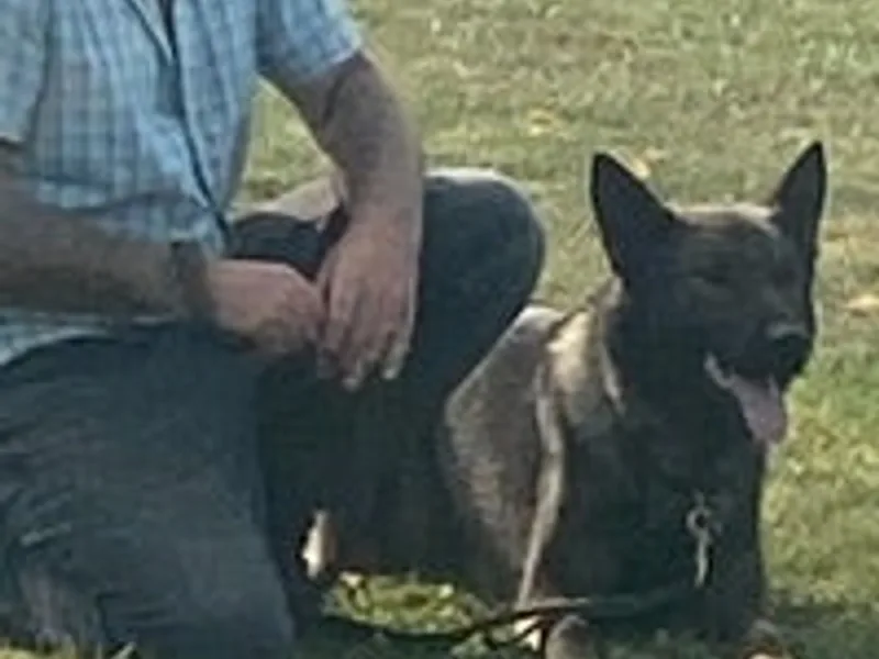 Tarchey Kennels photo 1