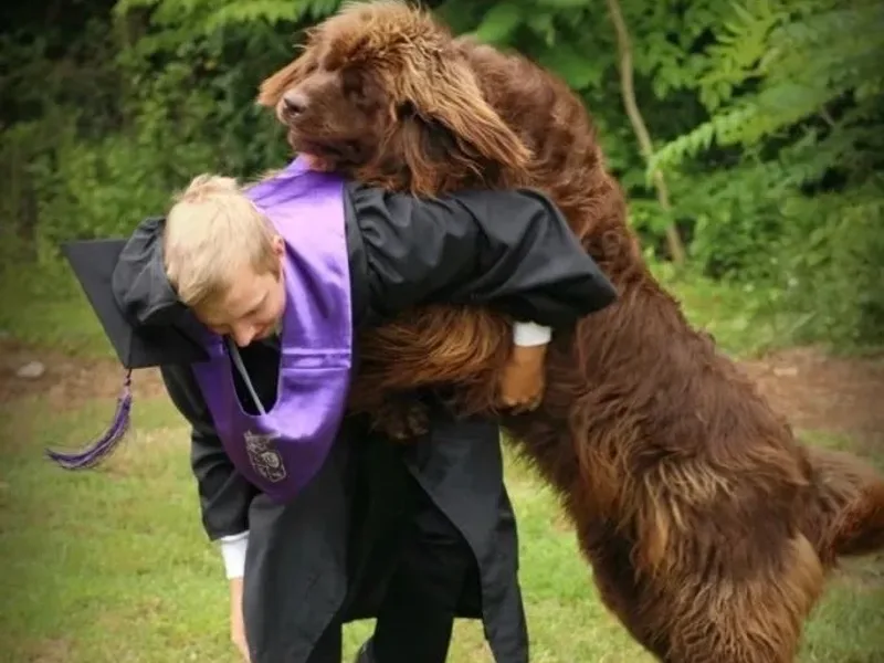 Tarheel Newfoundlands