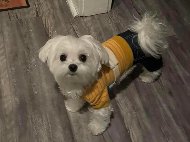 TCB's Glowing Maltese