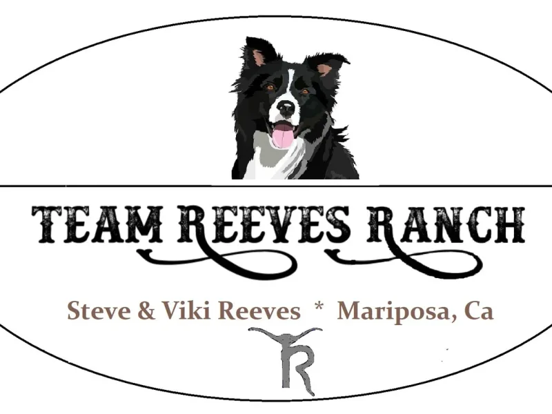 Team Reeves Ranch Border Collies