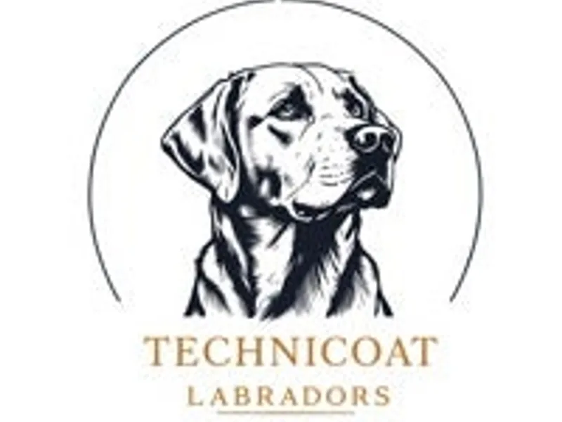 Technicoat Labradors photo 1