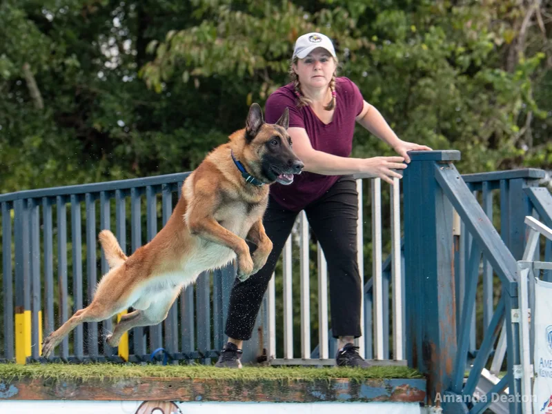 Teddy Bear Belgian Malinois