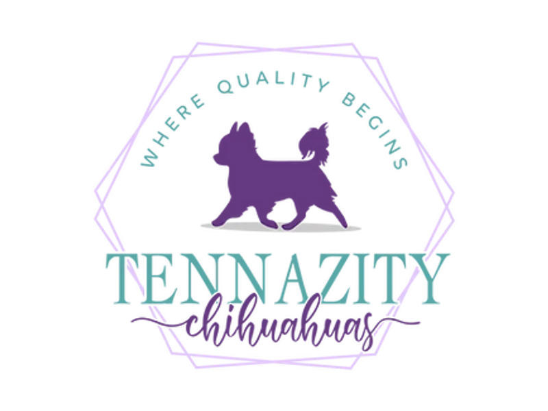 TennAzity Chihuahuas