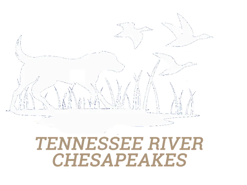Tennessee River Chesapeakes