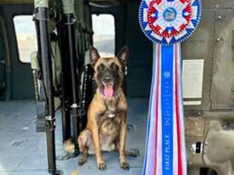 The Almighty's Belgian Malinois