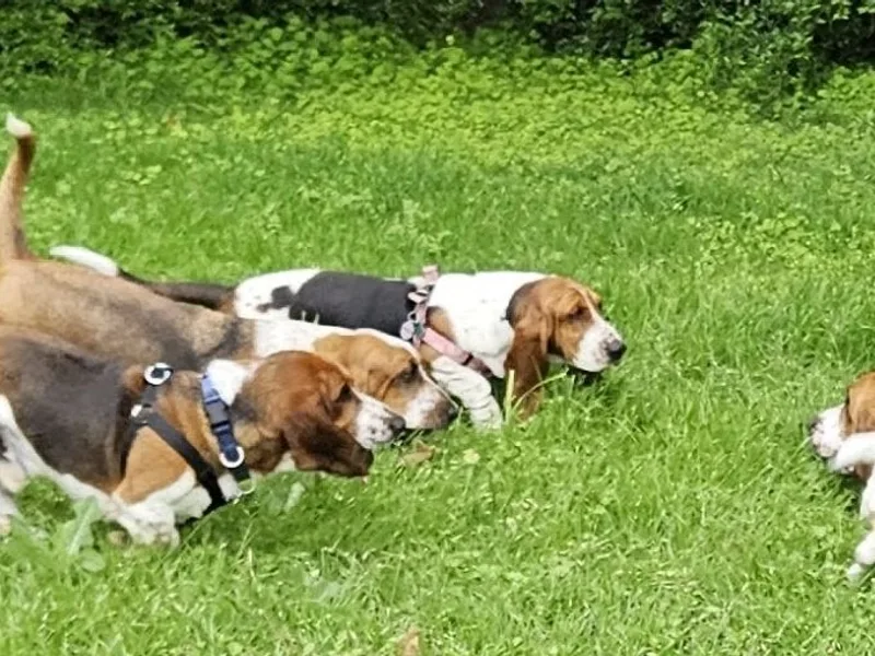 The Basset Family