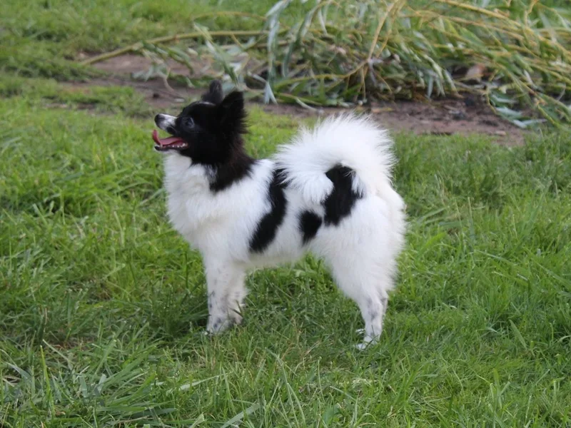 The Best Pomeranian puppies