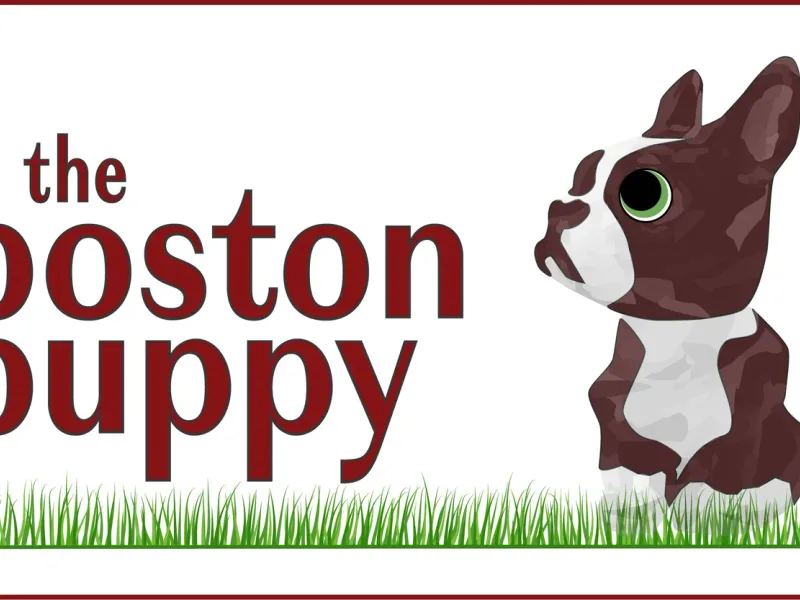The Boston Puppy