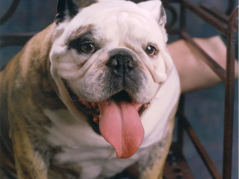 The LazyBulldog Ranch