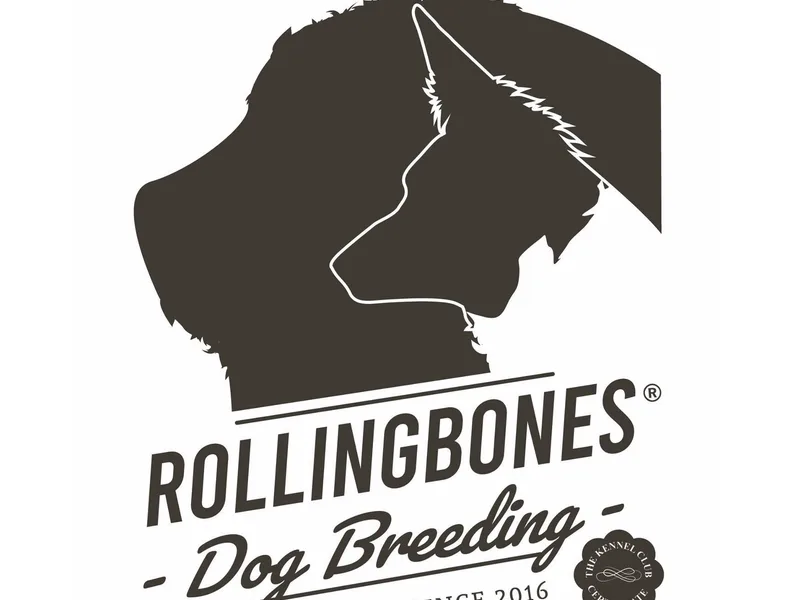 The Rollingbones photo 1