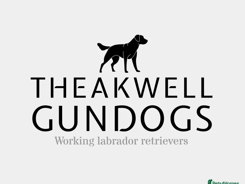 Theakwell gundogs  photo 1