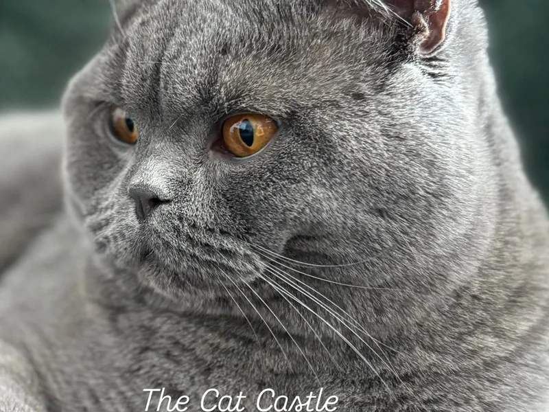 TheCatCastle1 photo 1