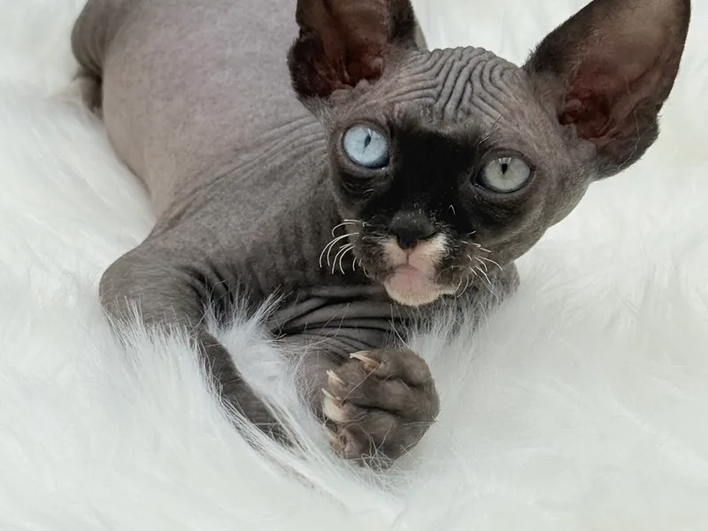 Think Sphynx Cattery LLC