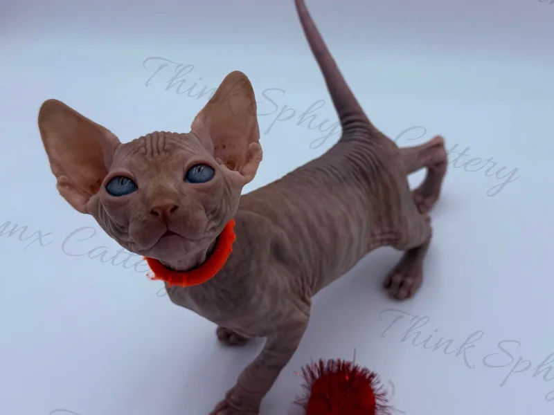 ThinkSphynxCatt photo 1
