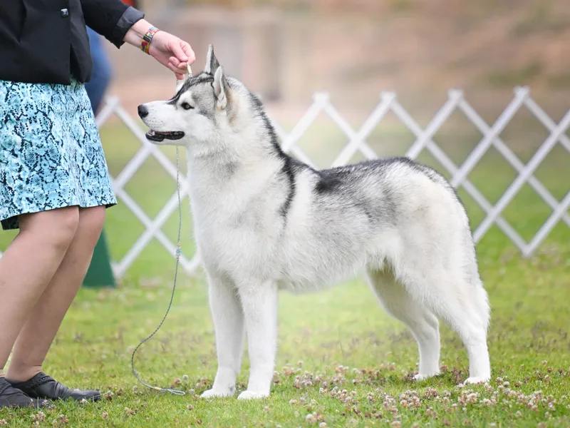Thistle Hill Siberians