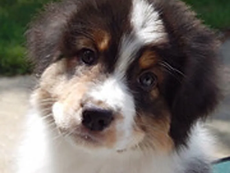 Timber Run Australian Shepherds