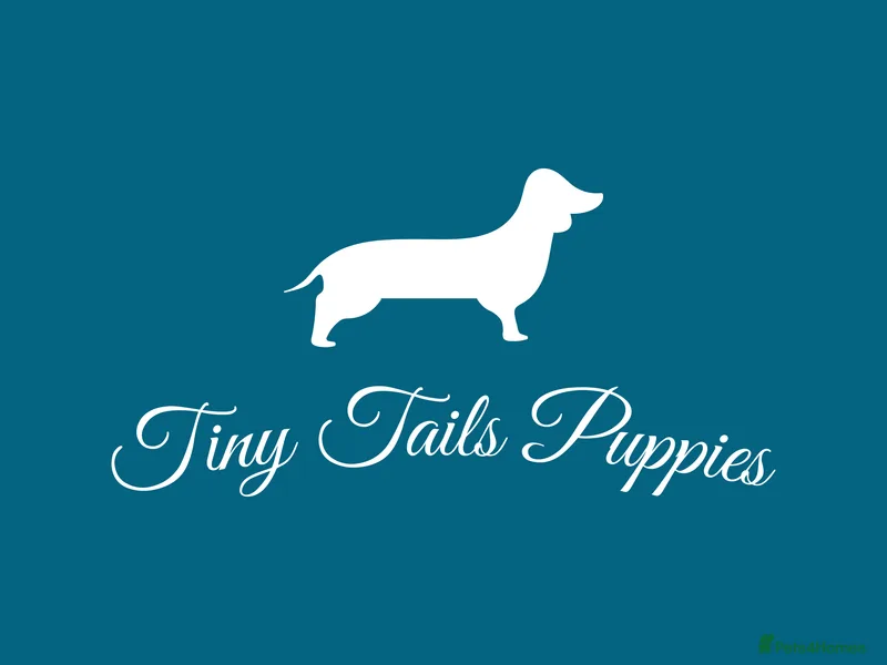 Tiny Tails Puppies photo 1