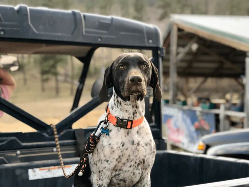 Tipsy Rabbit GSP TopDog Kennel