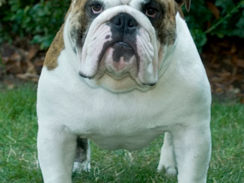 TJ'S Bulldogs