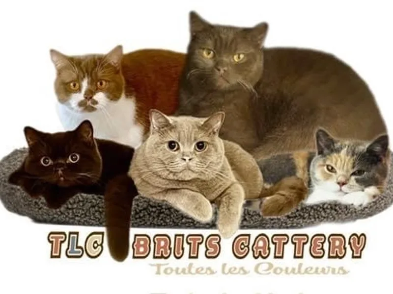 TLCBritsCattery