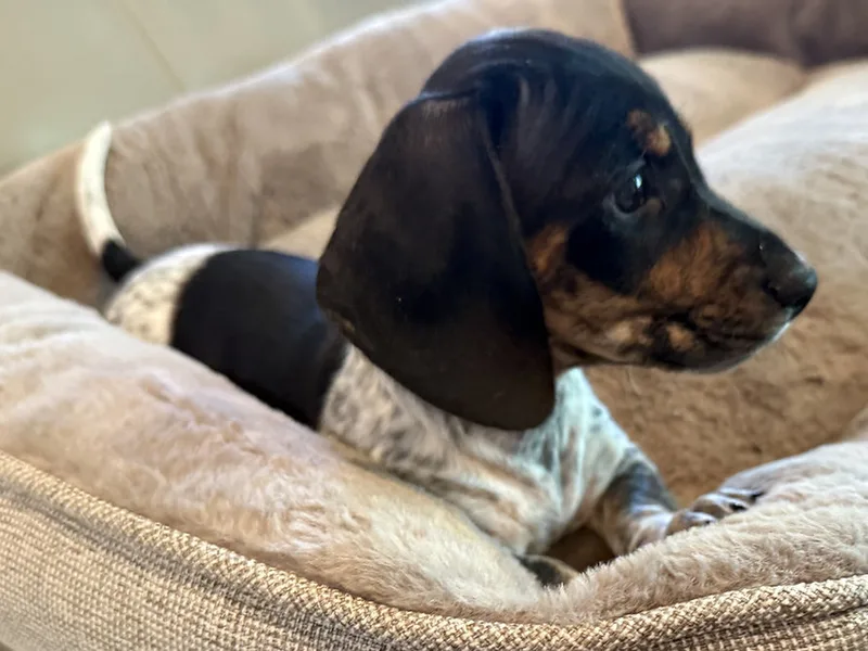 TopDog Dachshunds