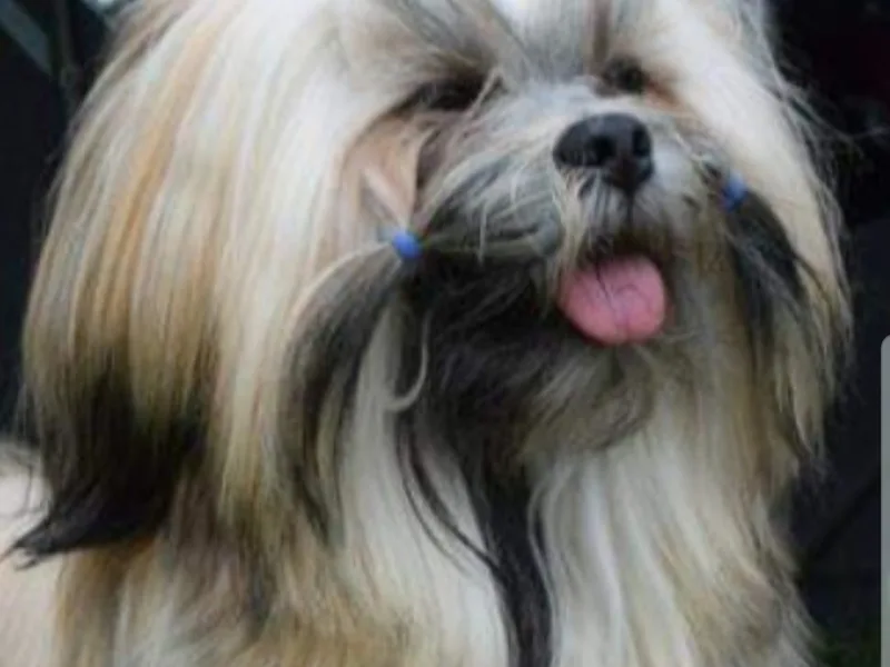 Toynbee Lhasa Apso photo 1