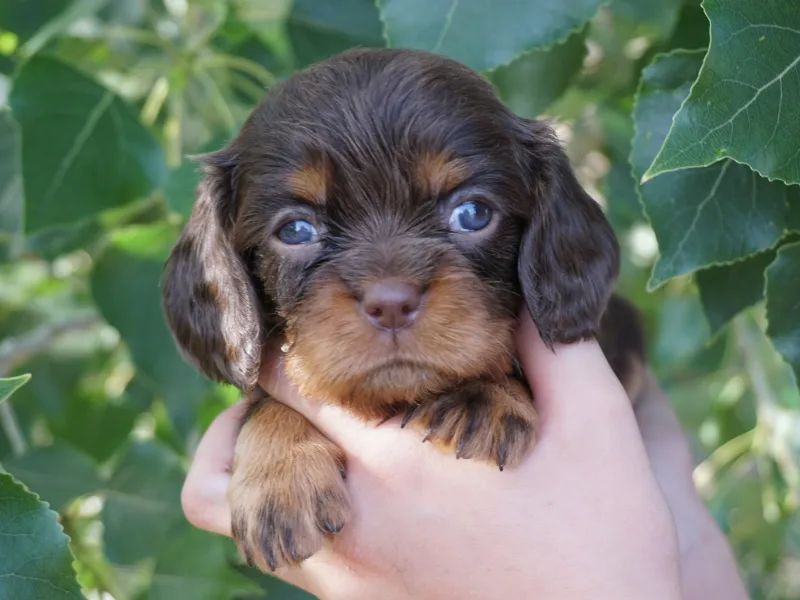 Treasure Valley Cavaliers