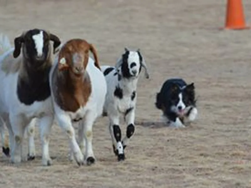 Triskles Border Collies