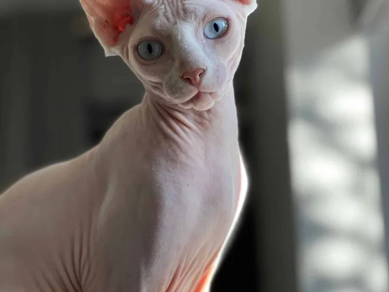 Trophycat photo 1